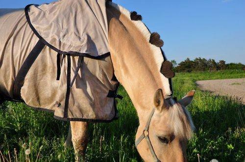 Til alle med fjordhest - Idé til manklipning