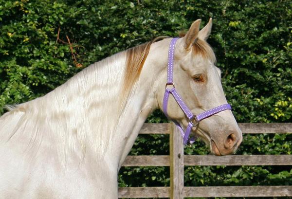 Idéer søges - stribe i manen