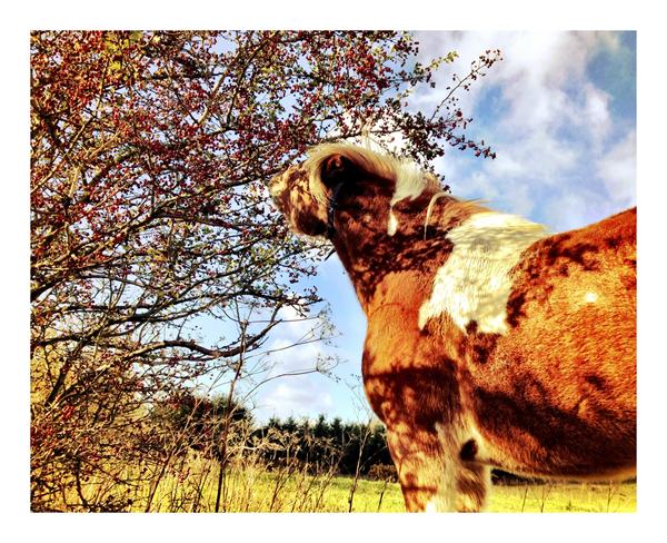 Røde bær på træ. Tjørn? Spiselig?