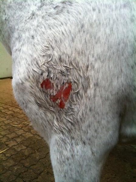 Styrke immunforsvaret?