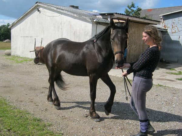 Farve genetik - Hjælp!