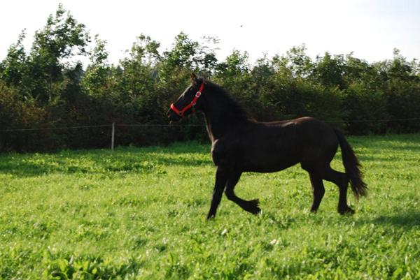 Uheldig men heldig hest!!