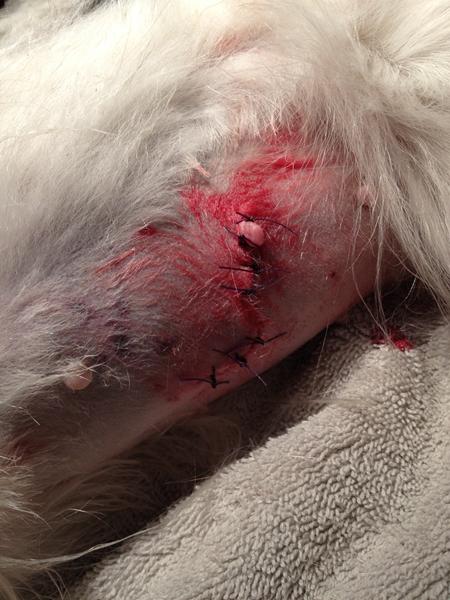 spist af rottweiler :c