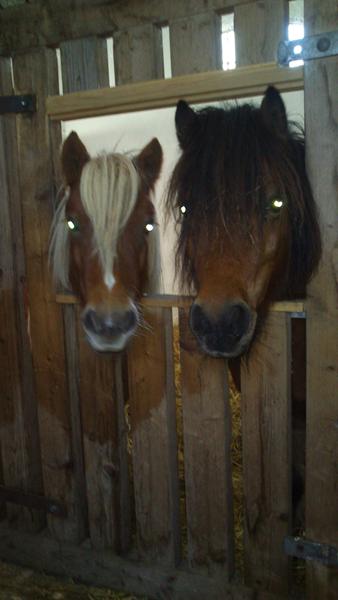 Toby´s afsked med Spirit og resten af flokken