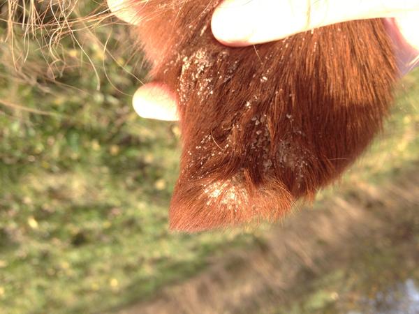 Tør hud oven på øret ?