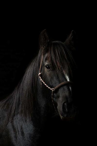 hvad synes du om dette billede? low-key