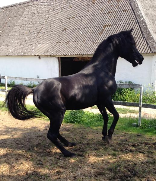 Stemmer til konkurence på fb 