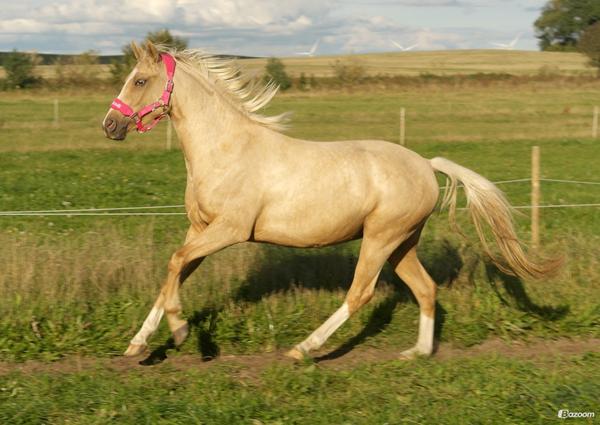 Hest eller pony, målt ned?