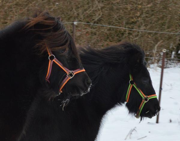 Hvor kan disse grimer købes?