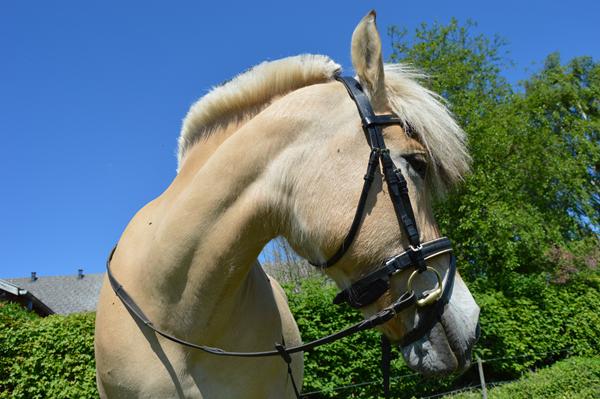 Godt bid til Fjordhest?