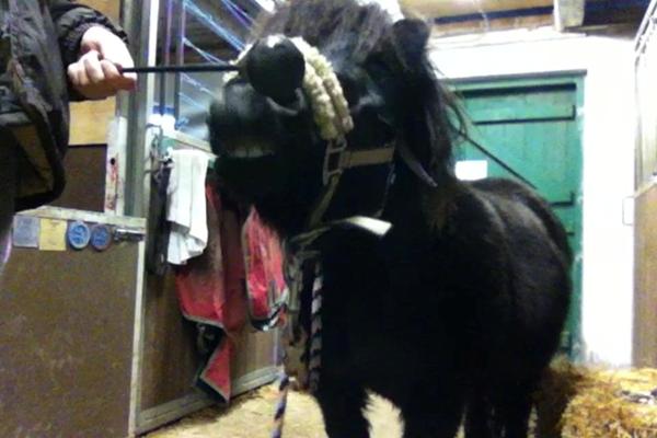 Klikkertræning - sammenhæng imellem klik og godbid