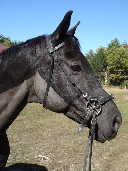 blomster hackamore, købes? 