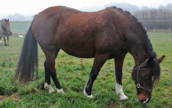 Dækken til lille tyk pony? :)