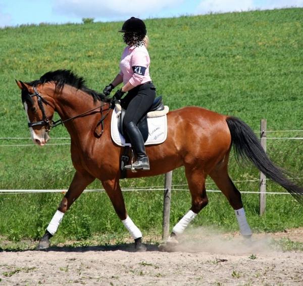 Hjælp hvilke farver passer til min hest