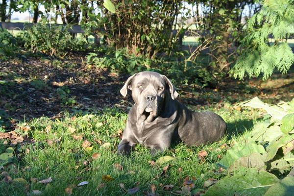 Hvornår ville i stoppe (ang hund)
