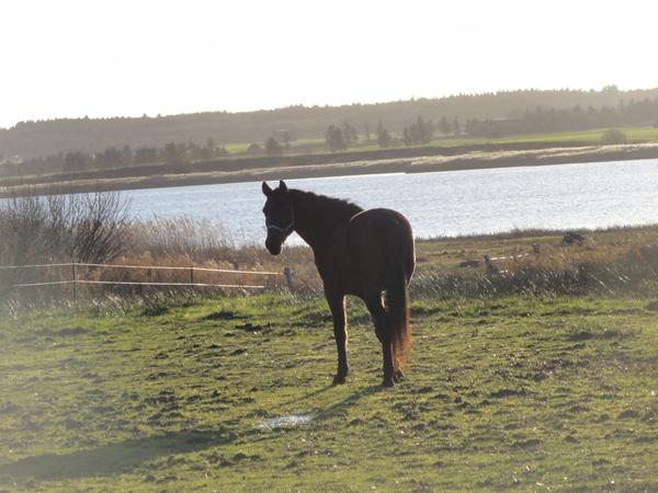 ris og ros billede efterårs billede