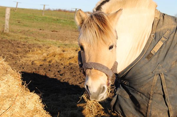 Telepaterede jeg med ham?