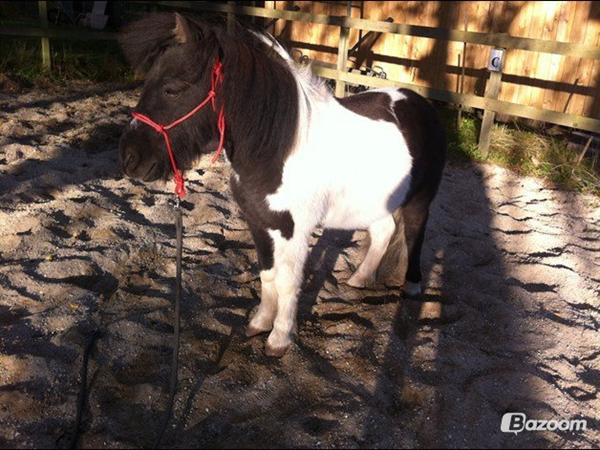 Fluemaske str. Shetter