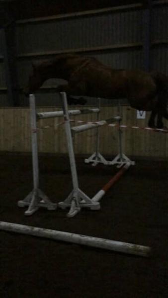 Update på KS opereret hest