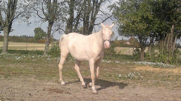 Sprit ny i det her Palomino ræs