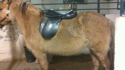 Jeg søger desperart hjælp (sadel) 