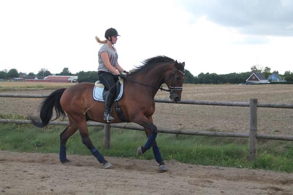 Venstre galop. Fra lort til okay :-)