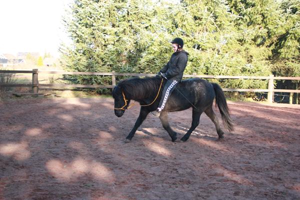 Unghest - hvad skal jeg fokusere på nu?