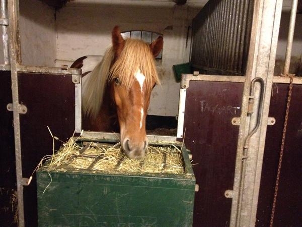 Rygmuskler? Tanker....