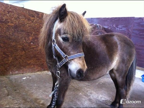 Drastig ændring af adfærd hos hingst ?? 