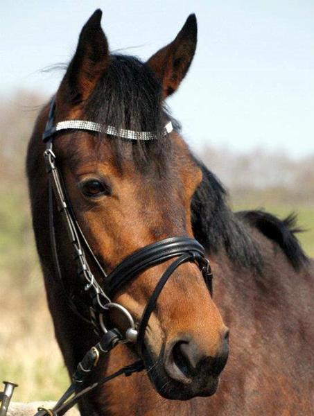 HJÆLP OS, PLEASE - EFTERLYSNING AF PONY