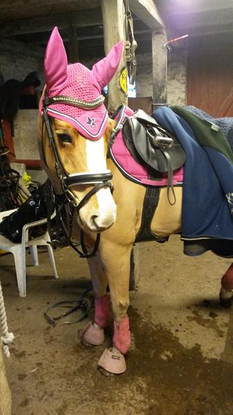 Vis jeres stakkels heste!