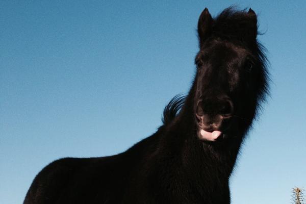 Forfangen af Hø!?!" 