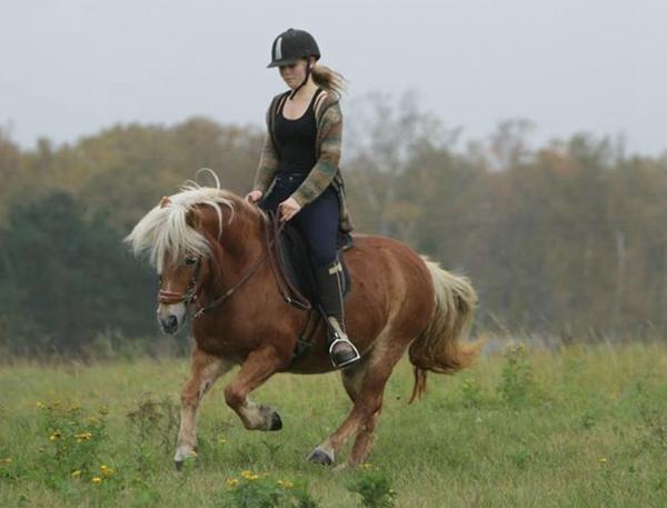 20% vægt-reglen for heste med slidgigt?