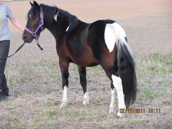 Klikker-træning af heste - fordele/ulemper