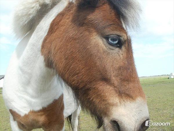 Nogen der har set hende? Plzz, hjælp !