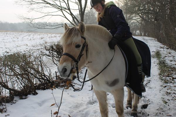 Min hest tygger på en pind :P