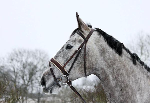 Ny trense - anbefal !