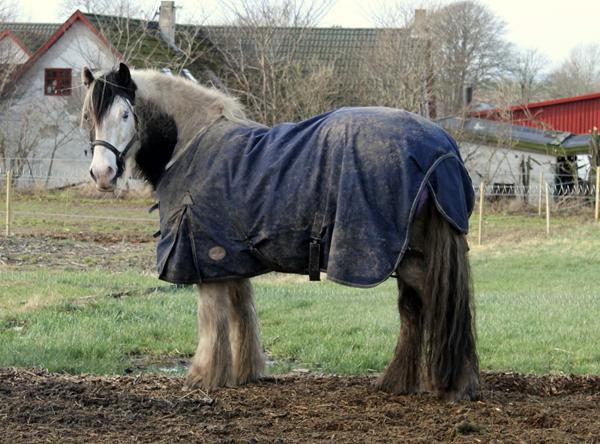 Tinker bange for shetlændere...