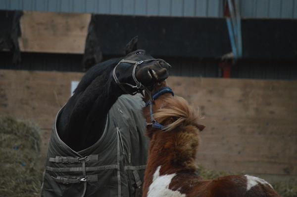 Skøre hest, altså!