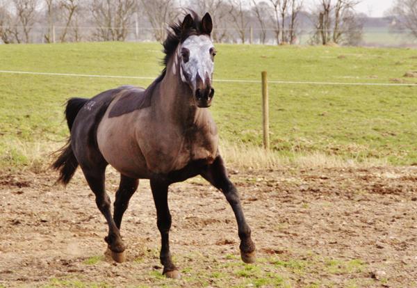 Billeder fra i dag af min dejlige pony :D
