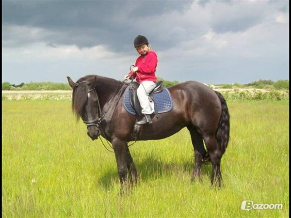 Hærvejen til hest