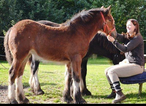 Irish Cob kåring på Fyn 2014