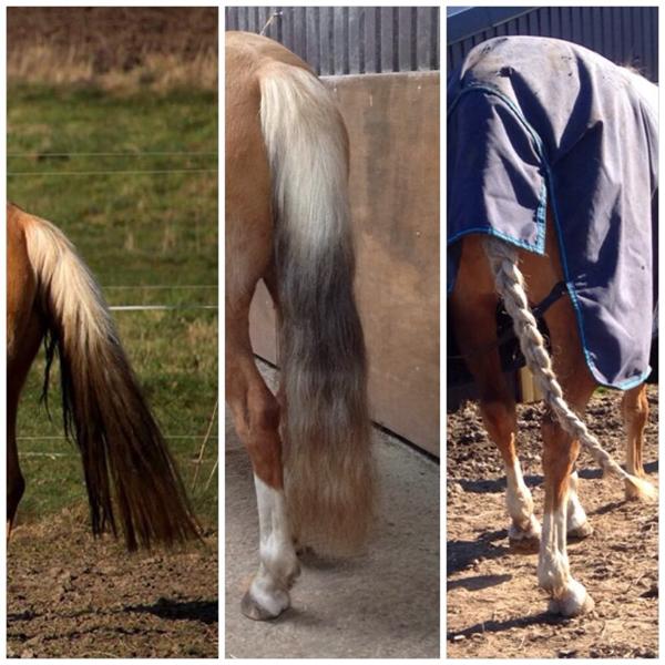 Hvid, misfarvet hale