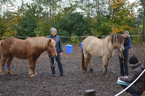 Parelli kursus i Midtjylland