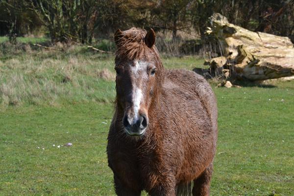Find på et hestenavn?