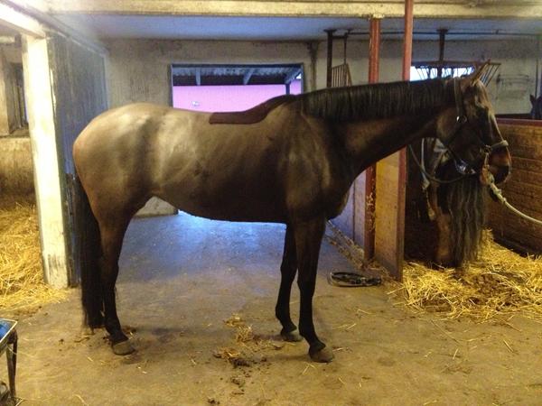 Hingst til Flyinfact XX/Welthrum hoppe