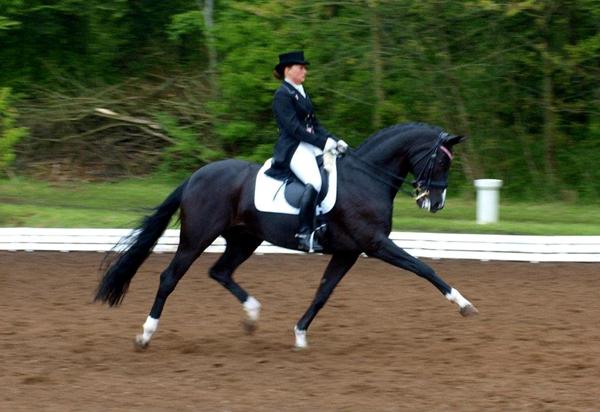 dressurkursus v, Ellen Birgitte Farbrot, på ladelund rideklub