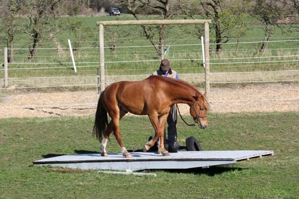 Hjerne gymnastik for heste.