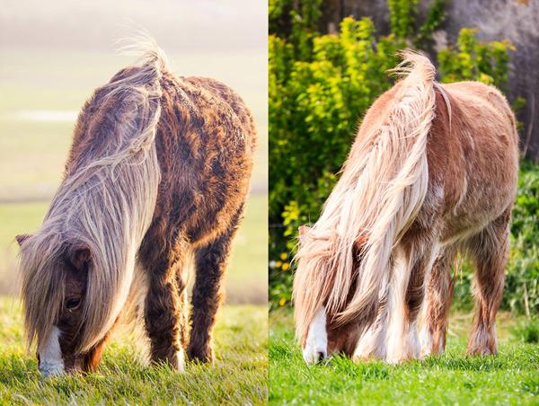 Et stort tak til HesteGalleri