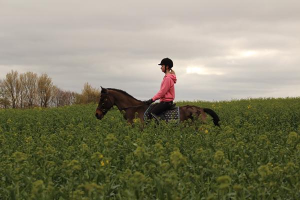 JEG VIL BARE HAVE EN ROLIG HEST